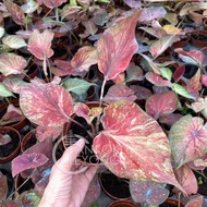 TKL - Caladium Mix Species / Caladium Zombie Random Pick 混色彩叶芋随机挑选 🌱🌱🌱