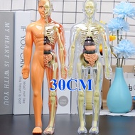 Human Body Anatomy Torso Model Toy Doctor Human Body Organ Human Body Torso Tool