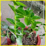 ◬ ۞ ☑ Hoya Cumingiana/Hoya Millionaire Plant