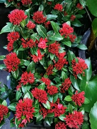 仙丹 / bunga ixora Vietnam