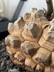 精品｜南非龜甲龍 (Dioscorea elephantipes) ｜———｜塊根植物｜象牙宮｜龜甲龍｜曲刺妖炎｜橄欖｜象足漆樹｜多肉植物｜龍舌蘭｜嚴龍｜