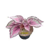Begonia Pink Variegated Thailand Premium - Tanaman Anggrek Perak Premium