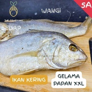 Ikan Masin Gelama Papan XXL 5A Ikan Gelama Kering |Ikan Gelama Papan Ikan Gelama Masin Ikan Masin Me