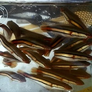 ikan gabus Toman hiasan aquarium 10-12cm
