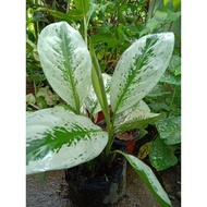 ◐﹍✹Aglaonema Silver Bay Live Plants for Indoor/Outdoor