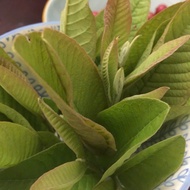 Guava LEAVES/Guava Buds Fresh_dried, guaranteed clean