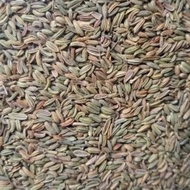 Fennel originalMANIS..best quality 1kg Fennel seeds