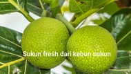 Buah sukun / Breadfruit / Buah rare. Sedap digoreng dan dibuat gulai