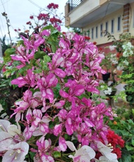 Tanaman Hias Outdoor Cantik Bunga Bougenville / Bugenville / Bunga Kertas Bidadari Import