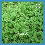 BEST SELLER Mosquito Fern Azolla Duckweed Floating Plant (Aquarium / Pond / Animal Feed / Fish)