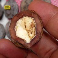 TERLARIS muncang adu pAnJangan garut rawatan siap pale murah ori PEDANG