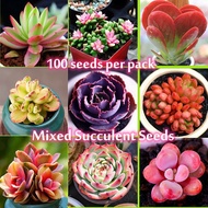 Singapores Ready Stock Mixed Succulent Seeds for Planting (100 Pcs/ Bag) Mini Cute Succulent Plant Flower Seed Air Purifying 多肉植物 Flower Living Stone Bonsai Plants for Sale Flowering Live Plant Flower Plant High Germination Rate Easy To Grow In The Local