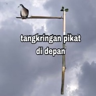 Bird lure trap