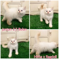 Kucing Persia &amp; Himalaya | Jantan &amp; Betina