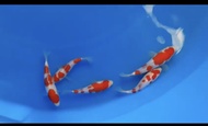 Ikan koi import sertifikat ikan koi kohaku matsue &amp; maruyama