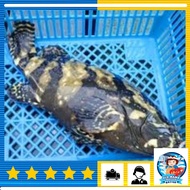 Pantai Remis Hybrid Grouper / 班台龙虎班 / Ikan  Kerapu Naga Harimau– Old Mama Seafood