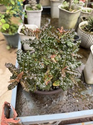 盆景 矮短肥 塊根 極品 開花母株 手指公粗 娜娜乳香Boswellia nana 有香味 