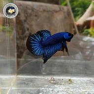 Top Grade cupang hias wild betta alien hybrid blue indukan Real pict