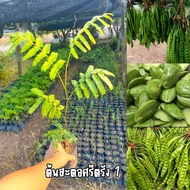 ต้นสะตอขาวตรัง1 ต้นเตี้ย ฝักดกกลิ่นฉุนน้อย ขนาดต้น 40 เซน เสียหายระหว่างส่งเคลมฟรี