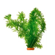 Egeria Densa - Aquascape Plant | Beautiful, fresh and easy to care....
