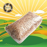 GANDUM 500 GR  Biji Wheatgrass Benih Catgrass Rumput Kucing Wheatgrass Rumput