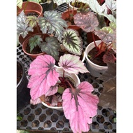 Begonia Sp /Painted-leaf begonia /Fancy-leaf begonia /Ornamental Foliage/Indoor Plants