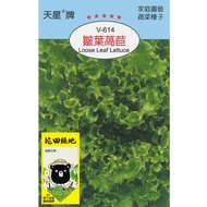 花田綠地種子-皺葉萵苣