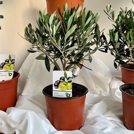 Bangkok Botanics - ต้นไม้นำเข้า ดูแลง่ายพร้อมส่ง ต้นมะกอก ต้นโอลีฟ Olea Europaea ขนาด 40 ซม. 1-2ปี ผ