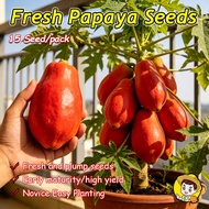 (High Germination 12pcs) Fresh Red Papaya Seeds Red Lady Dwarf Papaya Seeds for Planting Fruits Bons