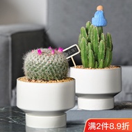 Plant Cactus Potted Plant Indoor Cactus Small Potted Plant Flowering Anti-Radiation Cute Desktop Gre