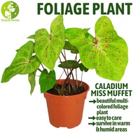 [Local Seller] Caladium Miss Muffet Houseplant Indoor or Outdoor Foliage Plant | The Garden Boutique - Live Plants