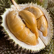 Anak Pokok Durian D13 Golden Bun