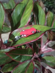 umpan pancing sofrog 3 cm killer new