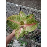 Promo Aglonema !!! Aglaonema Moonlight Remaja