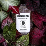CALADIUM MIX by Nadi Pokoks (Ready To Use) especially for Caladium / Keladi