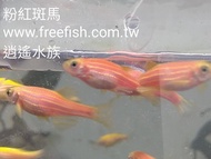 台北市-逍遙水族-小型魚-燈科魚-好養-粉紅斑馬-螢光魚-螢光仙子