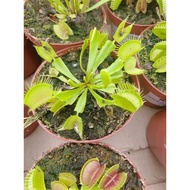 MIMIRO 1Pot Venus Flytrap 捕蝇草
