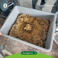 Fermented media hatching bsf maggot fly eggs 1kg