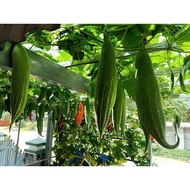 Luffa seeds 10 seeds - (cat luffa, Japanese luffa, sweet luffa)
