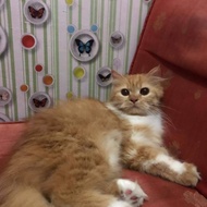 Kucing Munchkin Kaki Pendek [Ready]