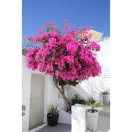 Bougainvillea stem cuttings Flower