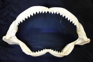 [公牛鯊嘴牙]46.5公分公牛鯊魚嘴..專家製作雪白無魚腥味!..是標本也是掛飾.!.#4.46527