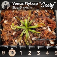 EXCLUSIVE CLONE VENUS FLYTRAP / FLY TRAP / VFT SCALY-QISHOP14