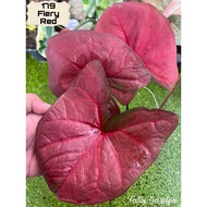 ANAK POKOK KELADI/CALADIUM FIERY RED