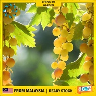 Anak Pokok Anggur Grape Vidal Blanc Pokok Premium Lebat Berbuah Import Dari Thailand