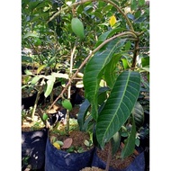 Tanaman Bibit Buah Mangga Kiojay Sudah Berbuah Lebat