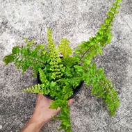 Fluffy Ruffle Fern Nephrolepis Exaltata House Plant Aesthetic