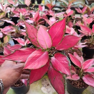 aglaonema ruby garuda red