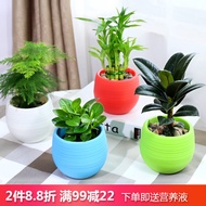 Money Tree Gardenia Asparagus Green Radish Aloe Vera Office Air Purifying Green Plant Desktop Flower