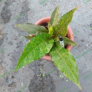 ANTHURIUM BLACK HOKERI VARIGATA 21-11-2021 Best